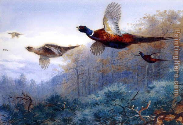 Archibald Thorburn Pheasants in Flight